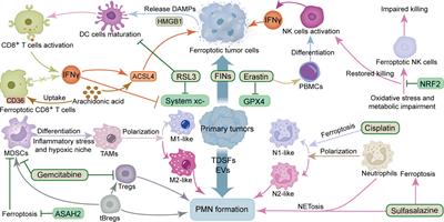 Ferroptosis: A potential opportunity for intervention of pre-metastatic niche